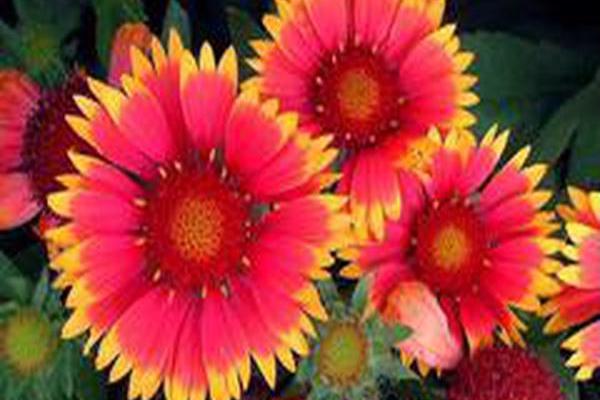 Gaillardia aristata \x27Bijou\x27 Gaillardia aristata \x27Bijou\x27
