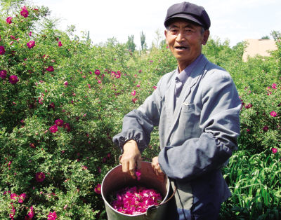 苦水鎮農民在摘玫瑰