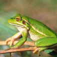 綠紋樹蛙