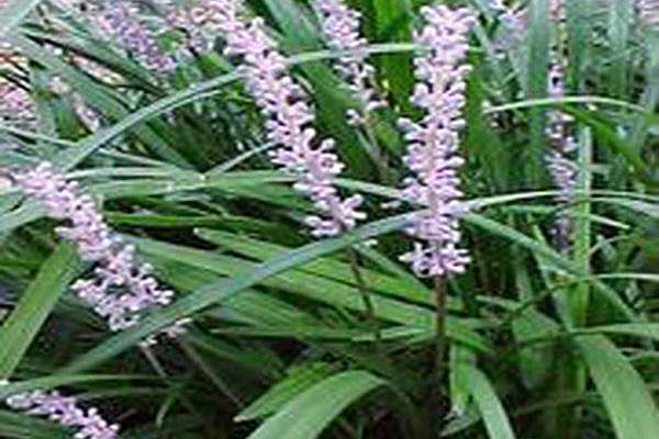 Liriope muscari Liriope muscari