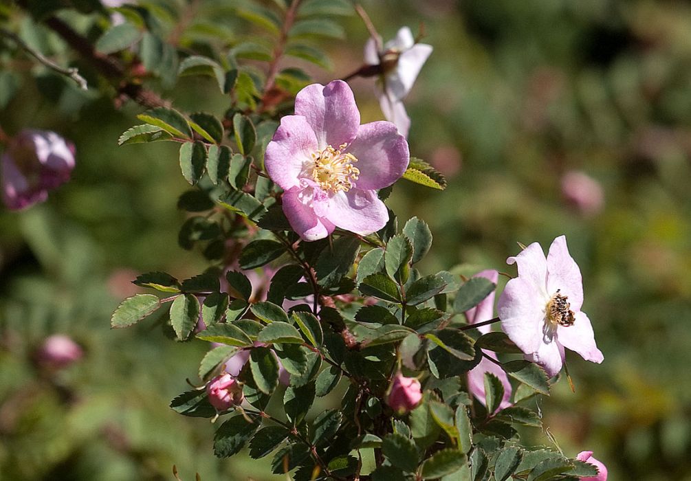 全針薔薇 全針薔薇