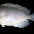 棘月蝶魚