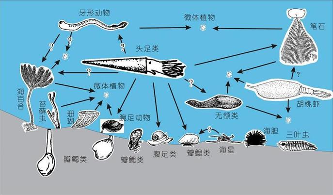 奧陶紀主要海洋生物食物網結構圖