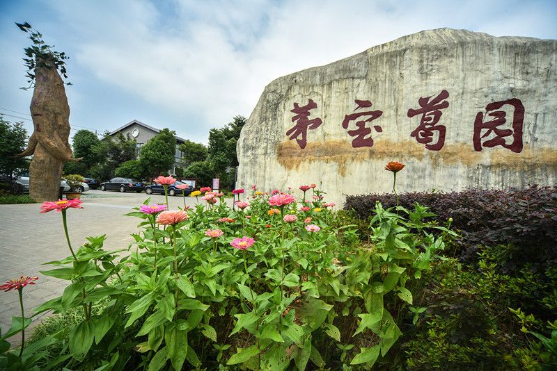 茅寶葛園 茅寶葛園