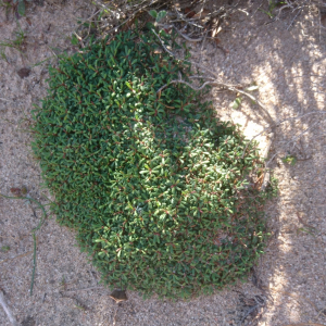 Limonium obtusifolium