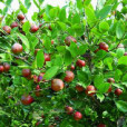 狹葉油茶 狹葉油茶