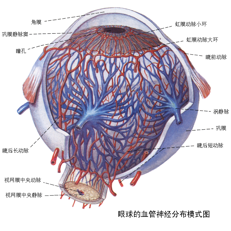 血管膜