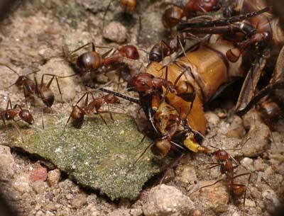 尼科巴弓背蟻（Camponotus nicobarensis）在捕食昆蟲