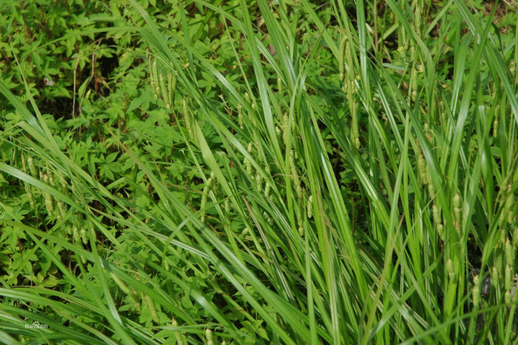 薹草族 薹草族