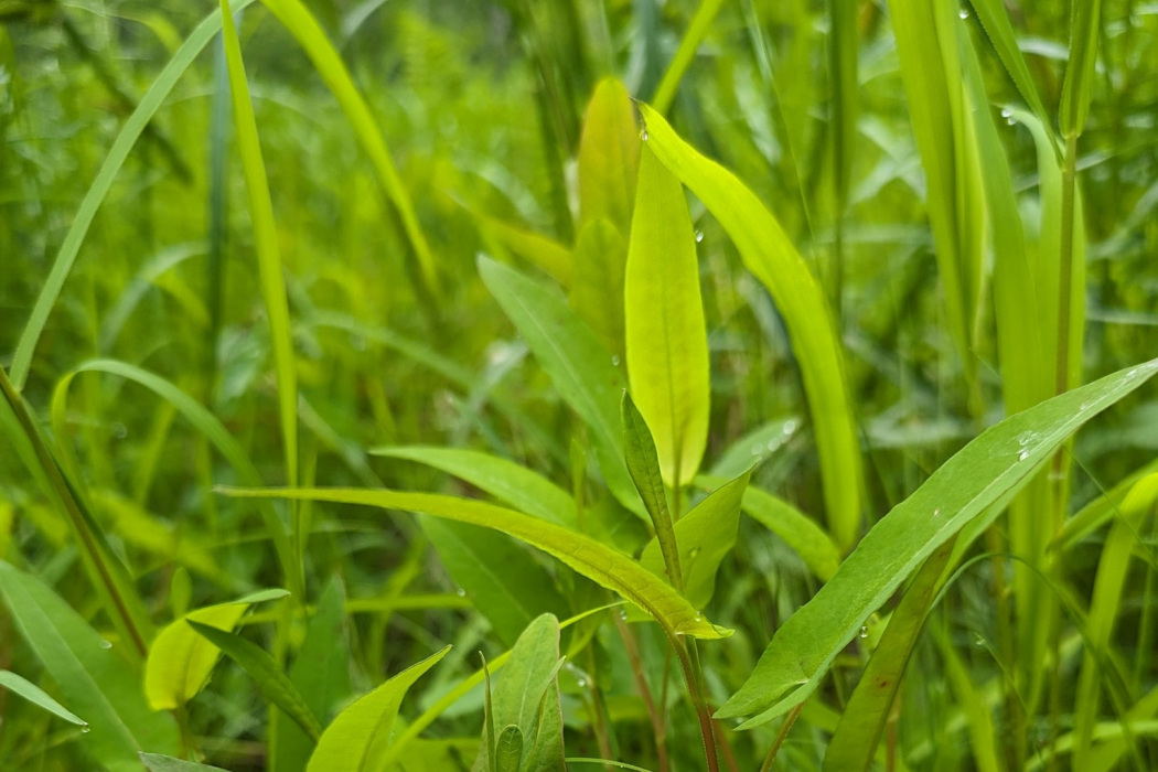 箭頭蓼 箭頭蓼