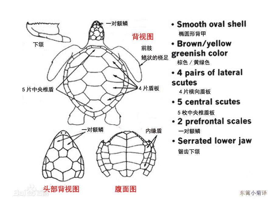 綠海龜外部結構圖