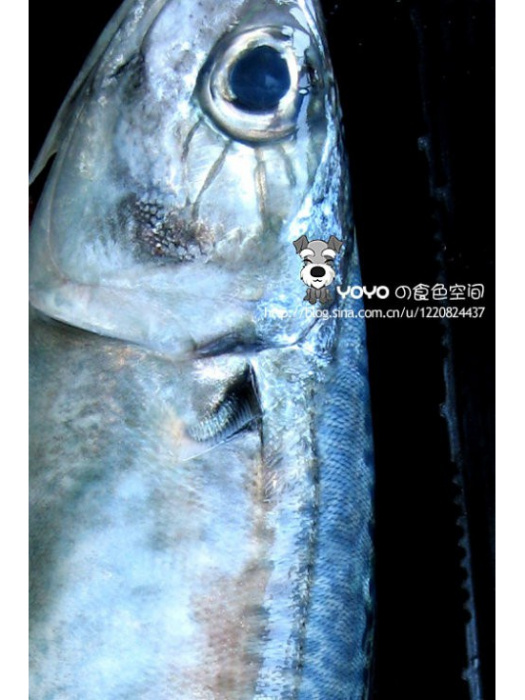 豉香鮐鮁 豉香鮐鮁