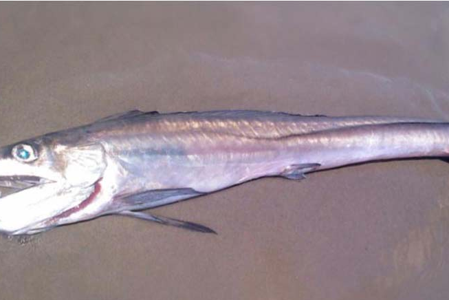 盜目魚屬 盜目魚屬