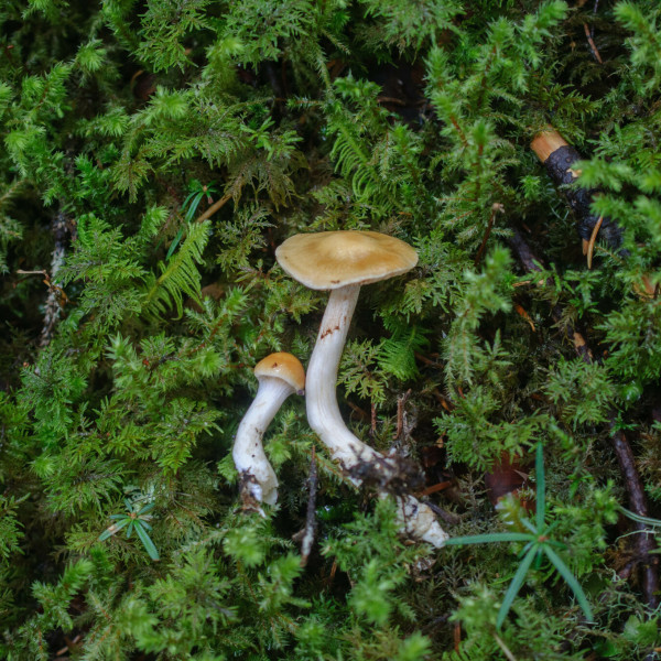 苔絲膜菌