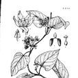 麗江牛皮消 麗江牛皮消