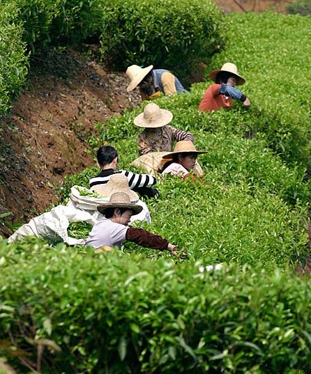 農民采通天岩茶