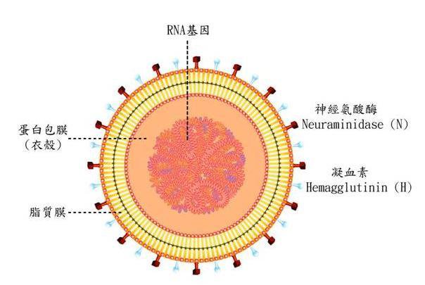 甲型H3N2流感(H3N2)