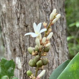 Conchocarpus adenantherus
