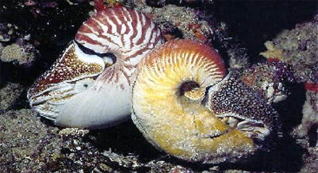 異鸚鵡螺