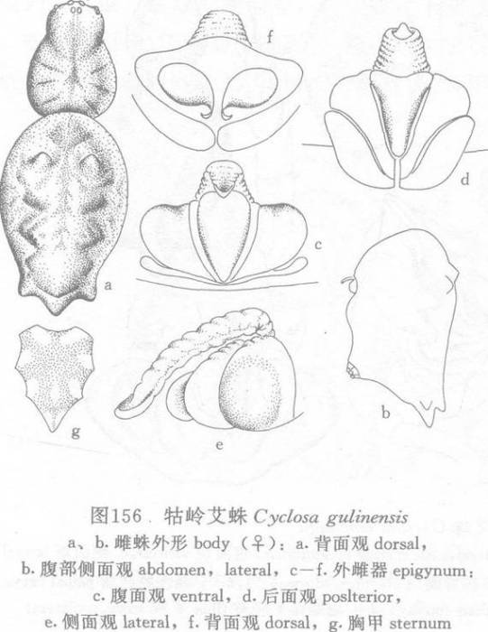 牯嶺艾蛛 牯嶺艾蛛