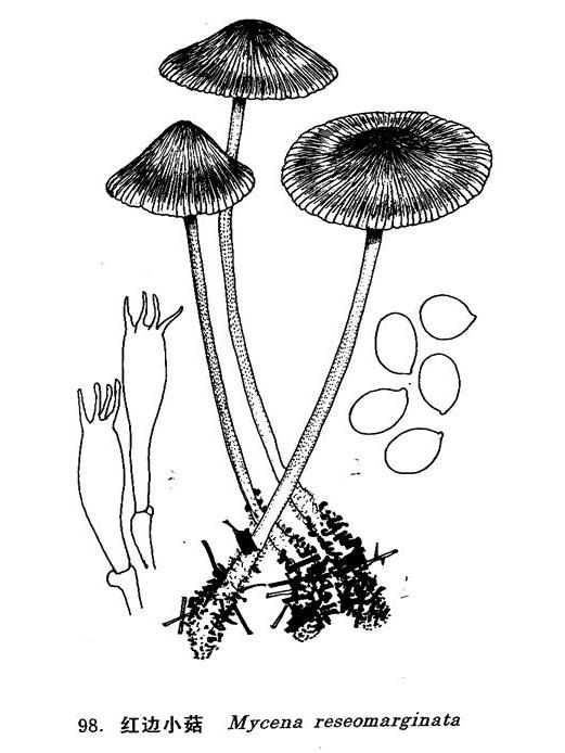 紅邊小菇 紅邊小菇