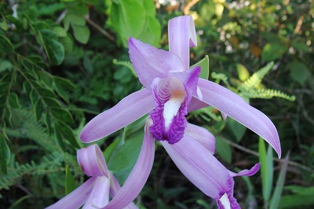 澳大利亞科雷蘭(Cleistes australis) 澳大利亞科雷蘭(Cleistes australis)