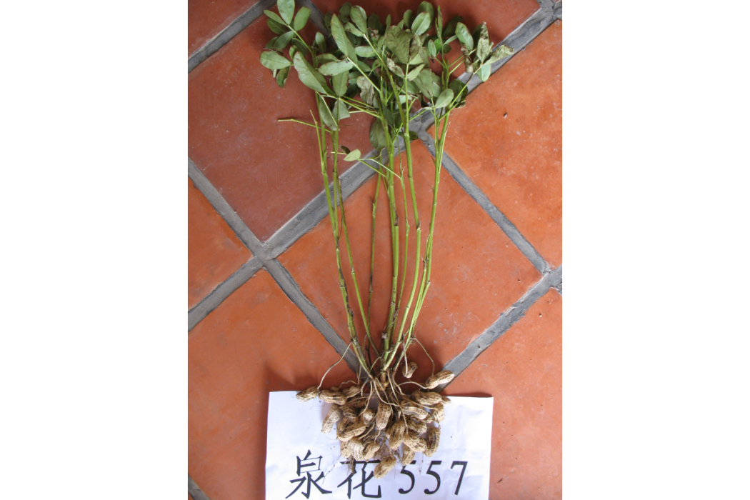 泉花557 泉花557