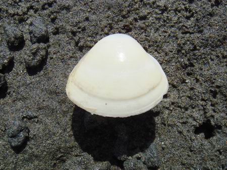 日本鏡蛤殼