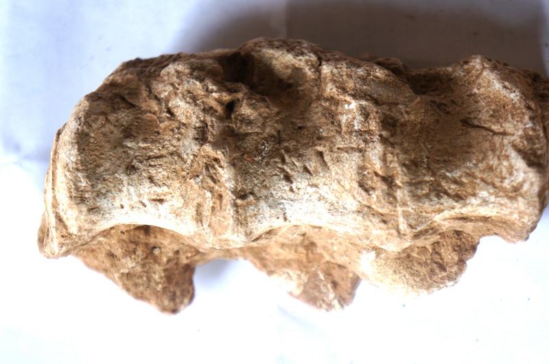 第四紀植物化石