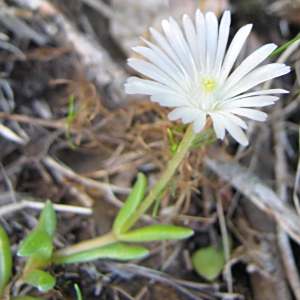 Delosperma concavum