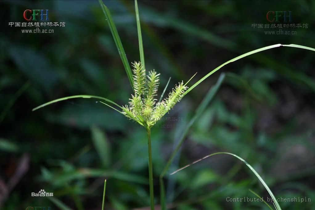 磚子苗屬 磚子苗屬