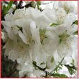 白衣天使(植物品種) 白衣天使(植物品種)