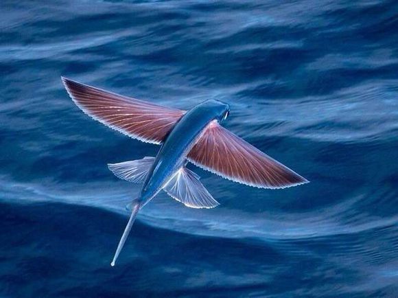 飛魚(三沙海域的飛魚)