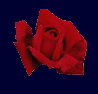 《可愛的一朵玫瑰》