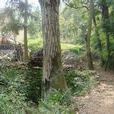 三棵樹村(雲南宣威市田壩鎮下轄村) 三棵樹村(雲南宣威市田壩鎮下轄村)