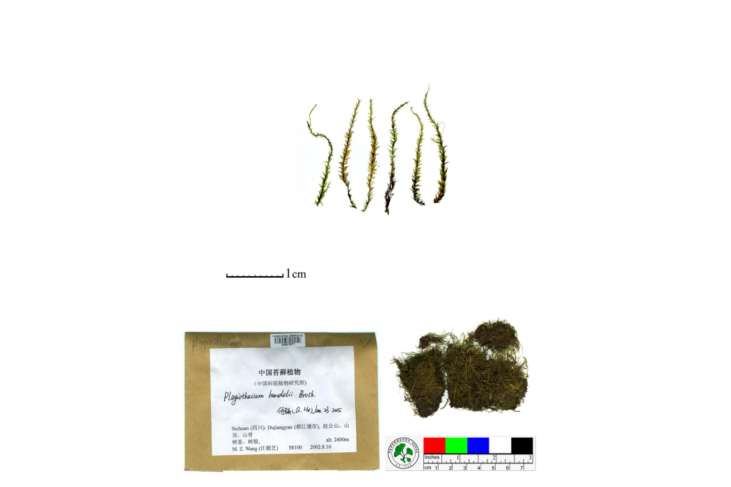 滇邊棉蘚 滇邊棉蘚