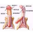 龜頭癌 龜頭癌