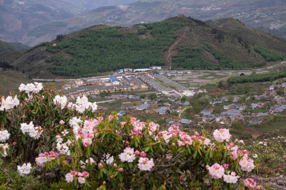 百草坡鎮 百草坡鎮