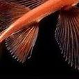 銀漢魚目 銀漢魚目