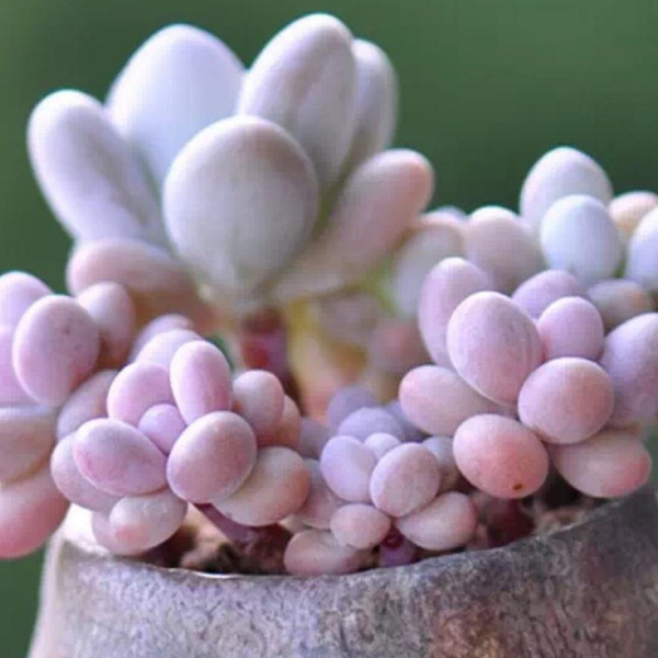 Graptopetalum amethystinum (Rose)Walther Graptopetalum amethystinum (Rose)Walther