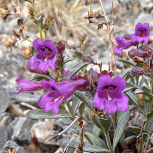Penstemon rhizomatosus