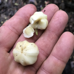 Acronychia crassipetala