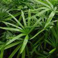 棕竹(初生目棕櫚科植物) 棕竹(初生目棕櫚科植物)