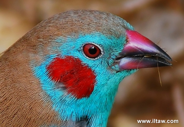 紅頰藍飾雀