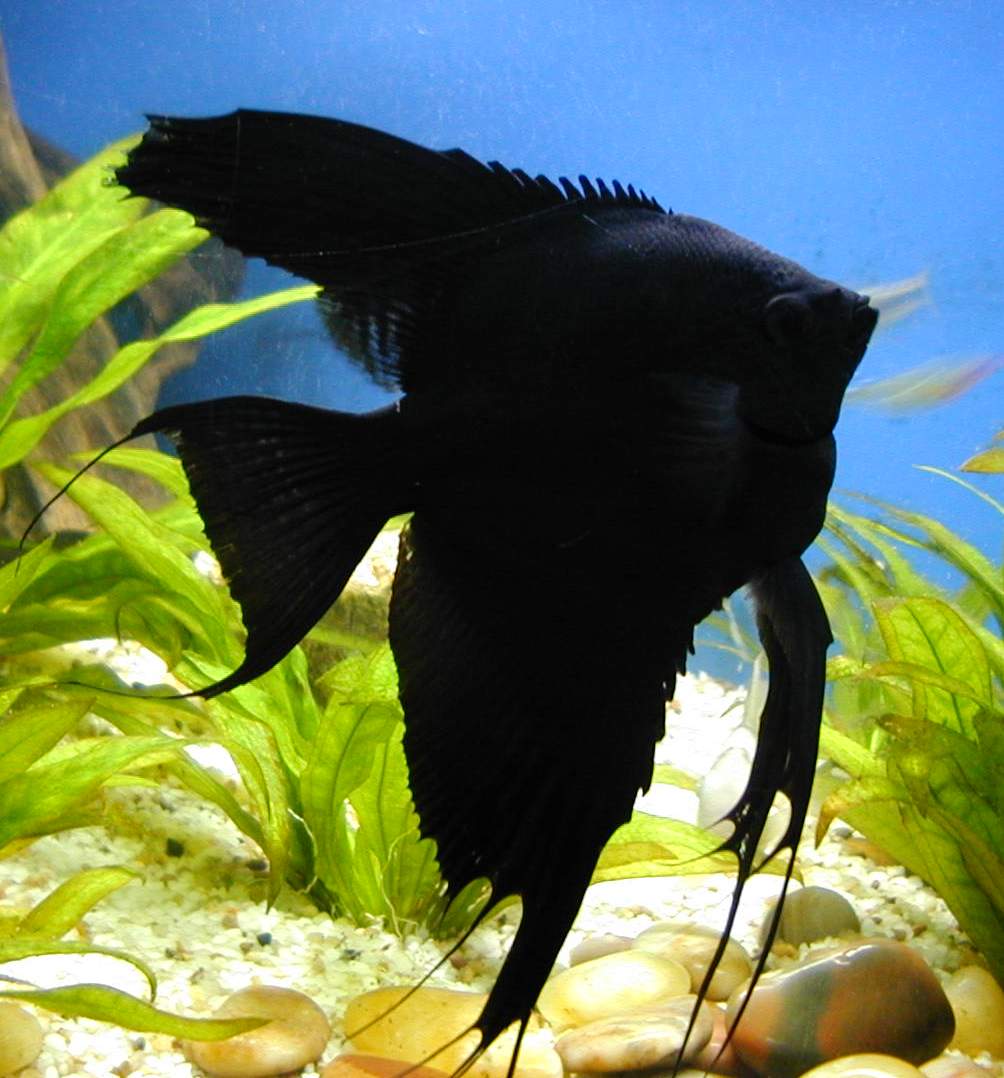 黑神仙魚