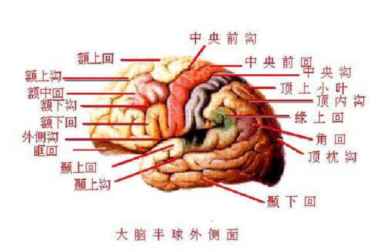 大腦皮層聯合區