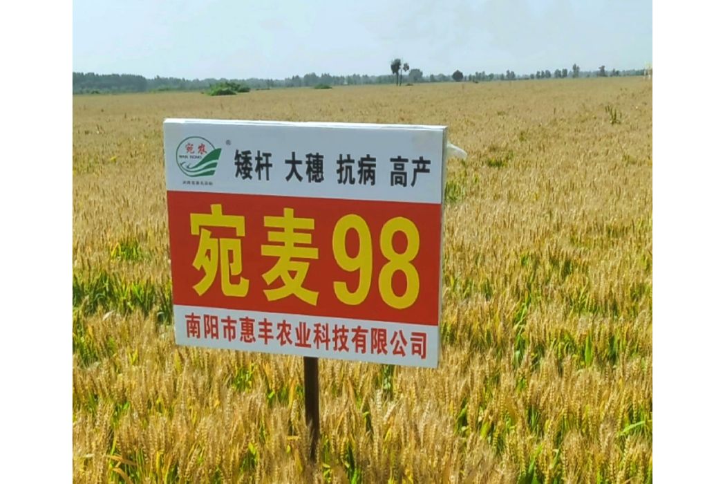宛麥98 宛麥98
