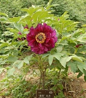 傲陽(芍藥科芍藥屬植物) 傲陽(芍藥科芍藥屬植物)