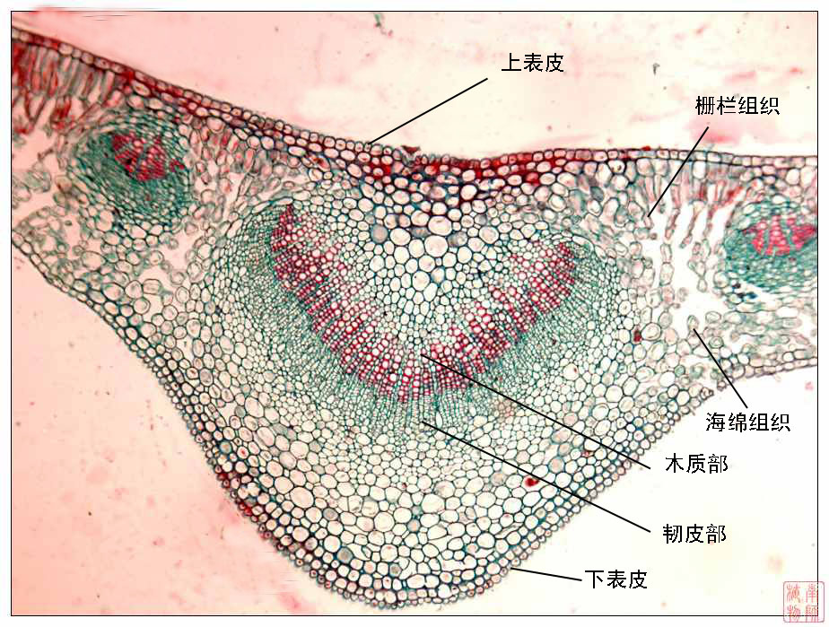 維管束鞘