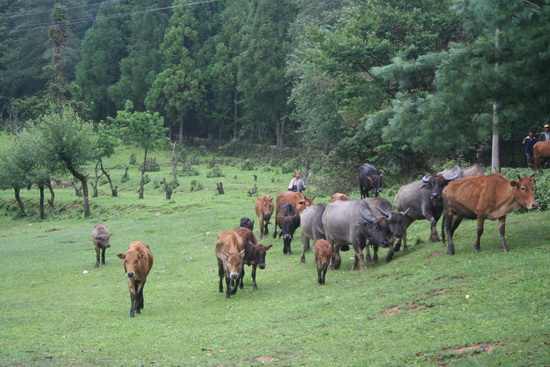畜牧產業